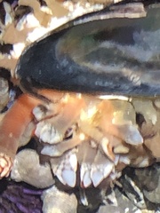 Pollicipes polymerus