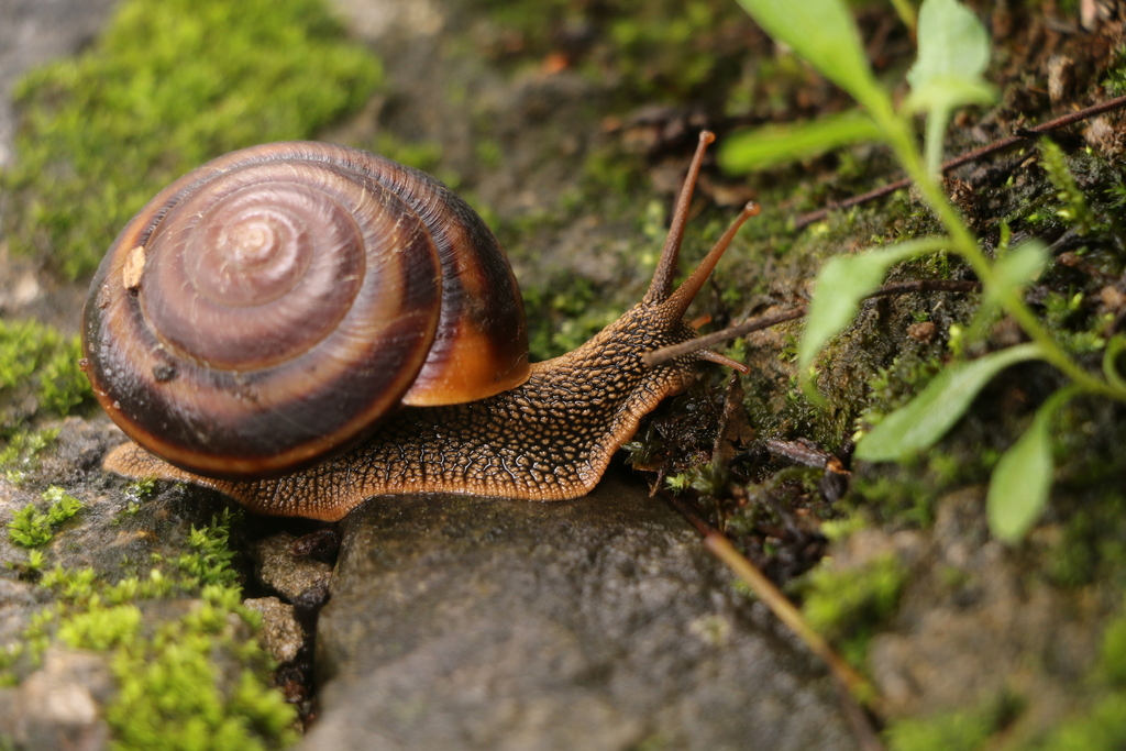 Nesiohelix schmackeri