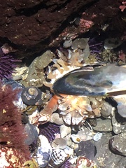 Pollicipes polymerus