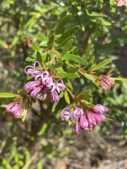 Grevillea sericea