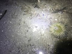 Anthopleura artemisia