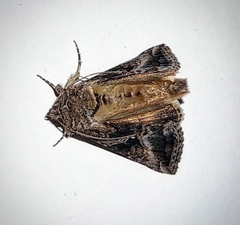 Plusiinae