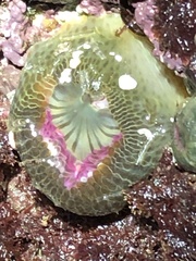 Anthopleura elegantissima
