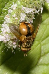 Tachina