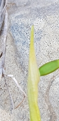 Narcissus assoanus