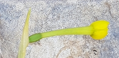 Narcissus assoanus