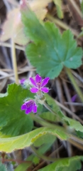 Erodium malacoides