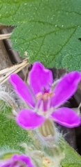 Erodium malacoides