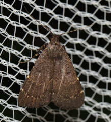 Hydrillodes funestalis