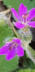 Erodium malacoides