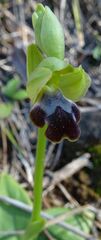 Ophrys fusca