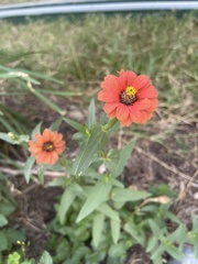 Zinnia peruviana