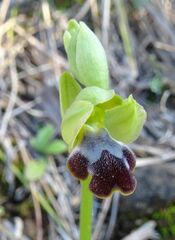 Ophrys fusca
