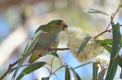 Parvipsitta porphyrocephala