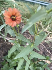Zinnia peruviana