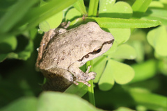 Ranoidea lesueuri