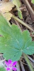 Erodium malacoides