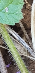 Erodium malacoides