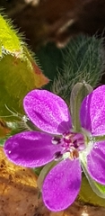 Erodium malacoides