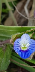Veronica persica
