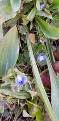 Veronica persica