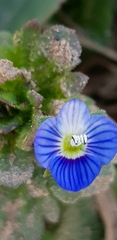 Veronica persica