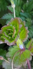 Veronica persica