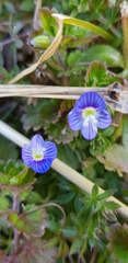 Veronica persica