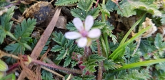 Erodium