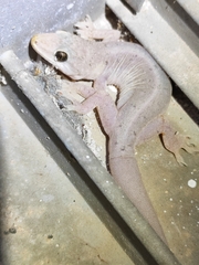 Gehyra mutilata