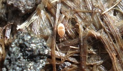 Parasitidae