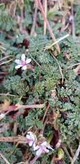 Erodium