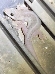 Gehyra mutilata