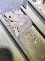 Gehyra mutilata