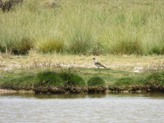 Vanellus resplendens