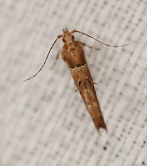 Anatrachyntis rileyi
