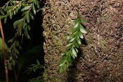 Tmesipteris ovata