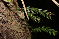 Tmesipteris ovata