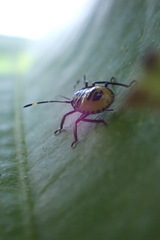 Biprorulus bibax