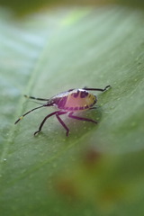 Biprorulus bibax