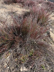 Limonium bocconei