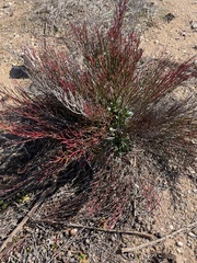 Limonium bocconei