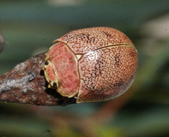 Paropsis roseola