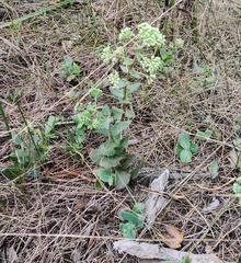 Hylotelephium maximum