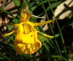 Odontura glabricauda