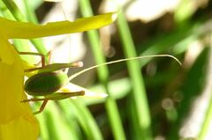 Odontura glabricauda