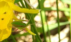 Odontura glabricauda