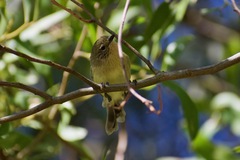 Acanthiza nana