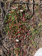 Rumex bucephalophorus