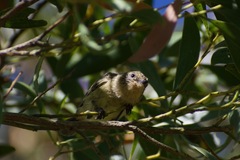 Acanthiza nana